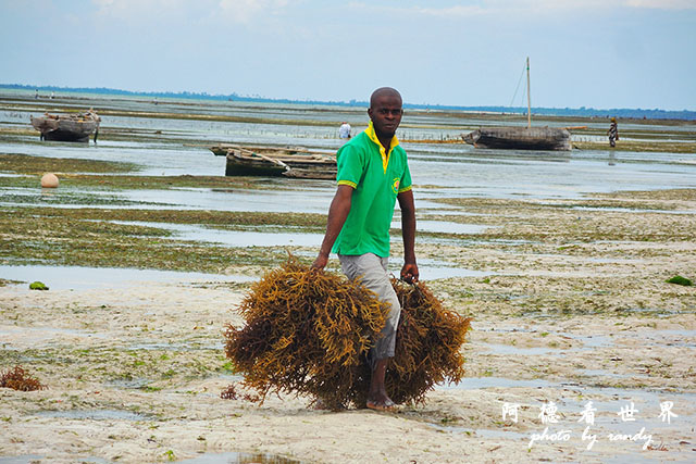 zanzibar5P7700 085.JPG