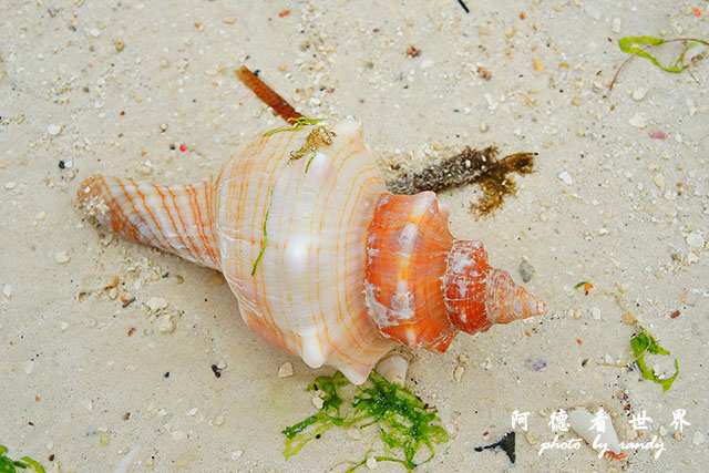 zanzibar5P7700 123.JPG zanzibar5P7700 123.JPG