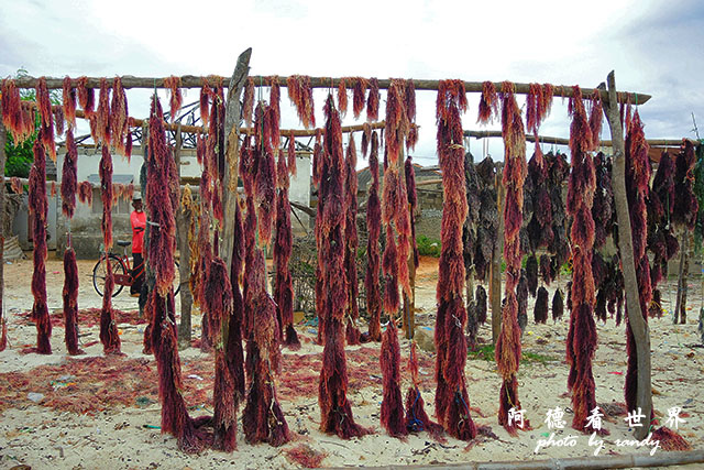 zanzibar5P7700 126.JPG zanzibar5P7700 126.JPG