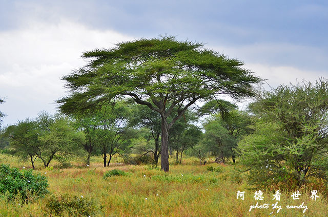 tarangireD7000 035.JPG tarangireD7000 035.JPG