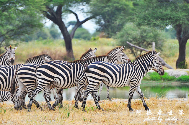 tarangireD7000 049.JPG tarangireD7000 049.JPG