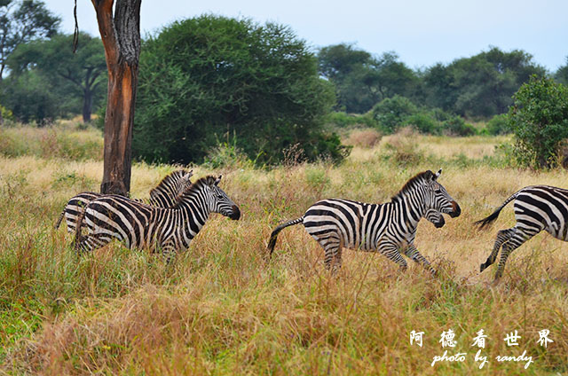 tarangireD7000 052.JPG tarangireD7000 052.JPG