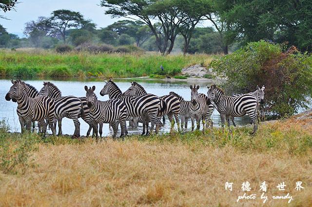 tarangireD7000 051.JPG tarangireD7000 051.JPG