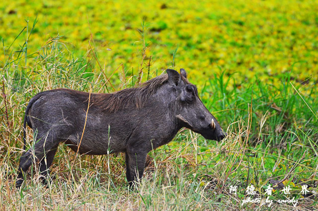 tarangireD7000 056.JPG tarangireD7000 056.JPG