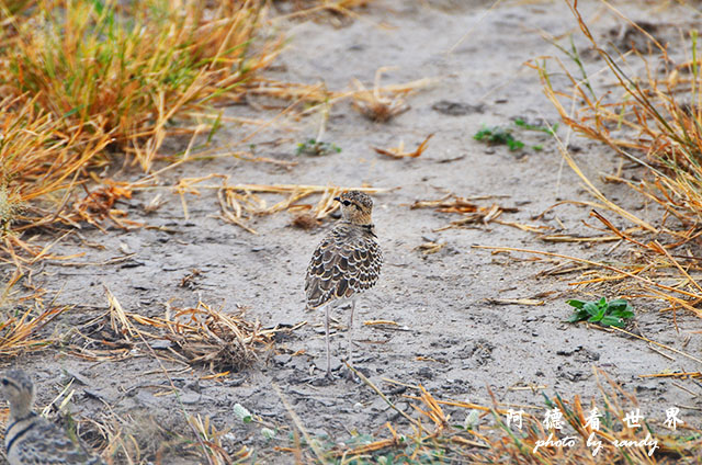 tarangireD7000 059.JPG tarangireD7000 059.JPG