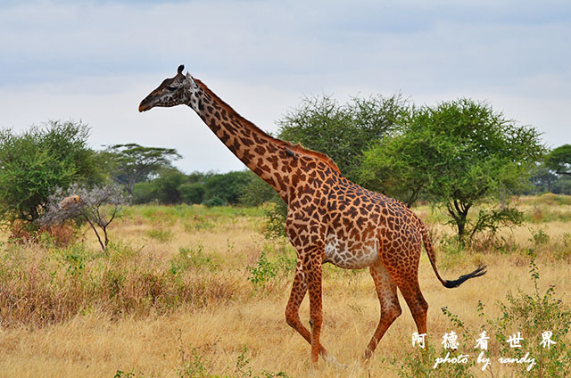 tarangireD7000 072.JPG tarangireD7000 072.JPG