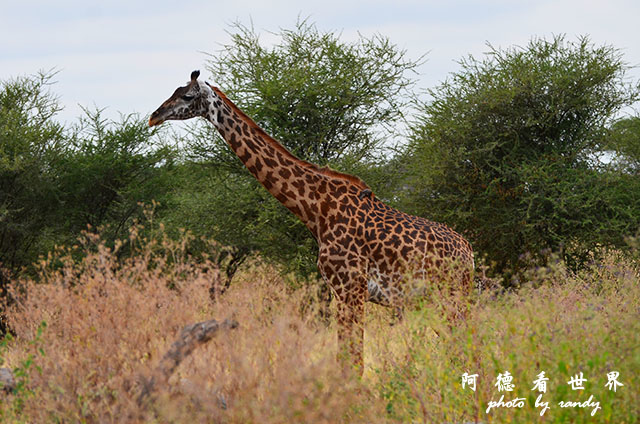 tarangireD7000 069.JPG tarangireD7000 069.JPG