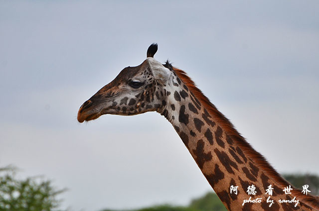 tarangireD7000 071.JPG tarangireD7000 071.JPG