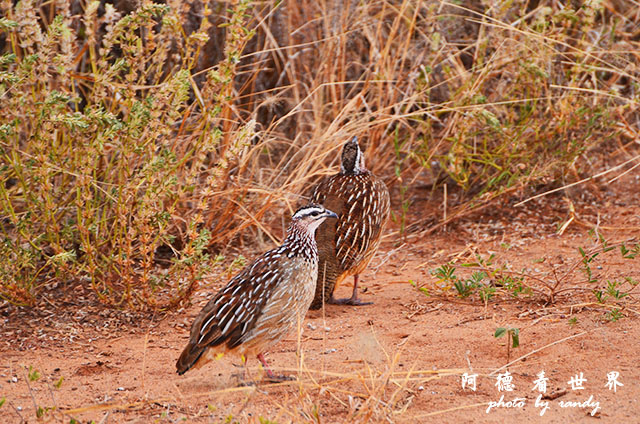 tarangireD7000 082.JPG tarangireD7000 082.JPG