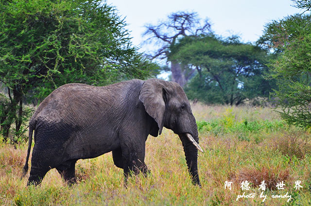 tarangireD7000 079.JPG tarangireD7000 079.JPG