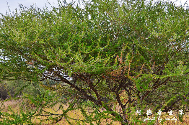 tarangireD7000 086.JPG tarangireD7000 086.JPG