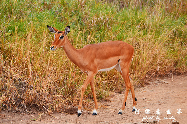 tarangireD7000 090.JPG tarangireD7000 090.JPG