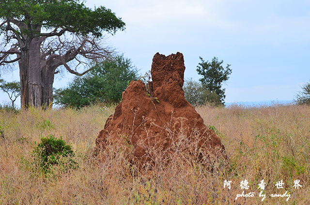 tarangireD7000 099.JPG tarangireD7000 099.JPG