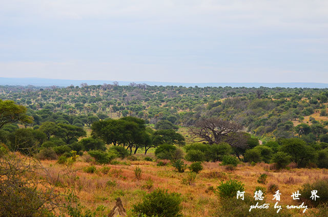 tarangireD7000 100.JPG tarangireD7000 100.JPG