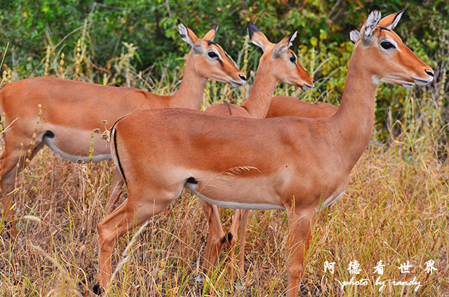 tarangireD7000 095.JPG tarangireD7000 095.JPG