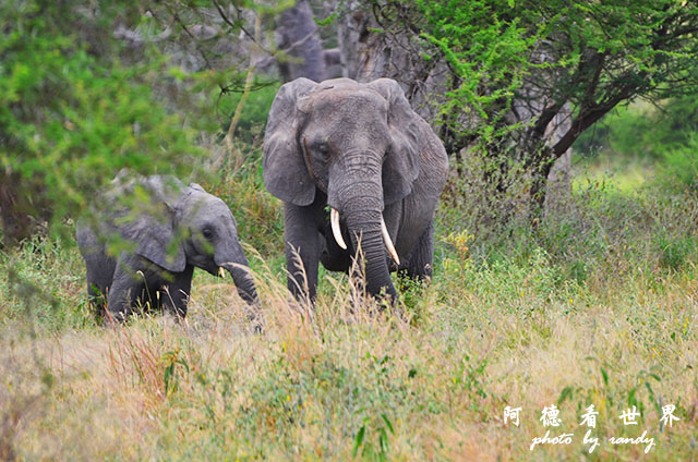 tarangireD7000 109.JPG tarangireD7000 109.JPG