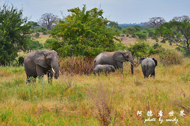 tarangireD7000 112.JPG tarangireD7000 112.JPG