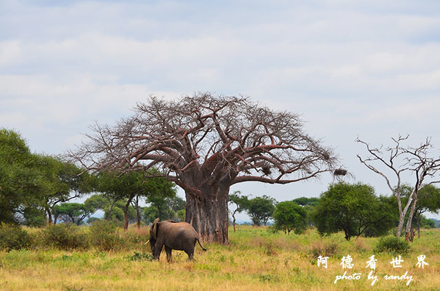 tarangireD7000 120.JPG tarangireD7000 120.JPG