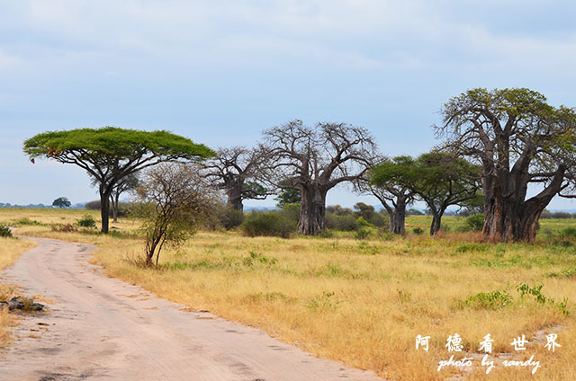 tarangireD7000 121.JPG tarangireD7000 121.JPG