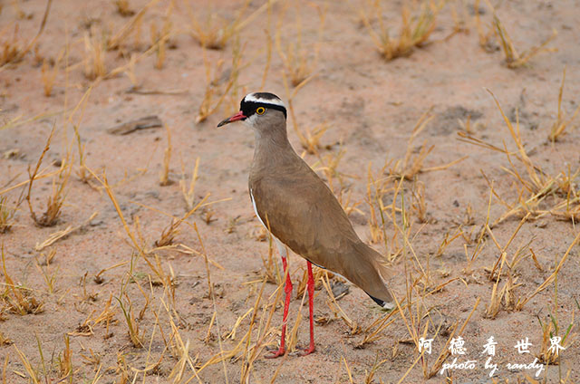 tarangireD7000 126.JPG tarangireD7000 126.JPG