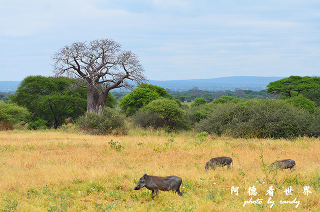 tarangireD7000 125.JPG tarangireD7000 125.JPG