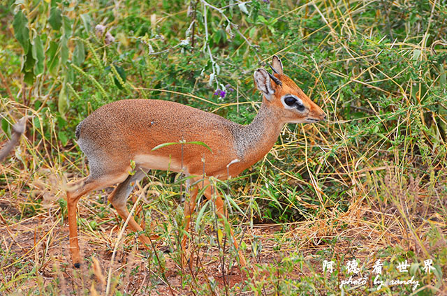 tarangireD7000 132.JPG tarangireD7000 132.JPG