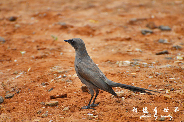 tarangireD7000 139.JPG tarangireD7000 139.JPG