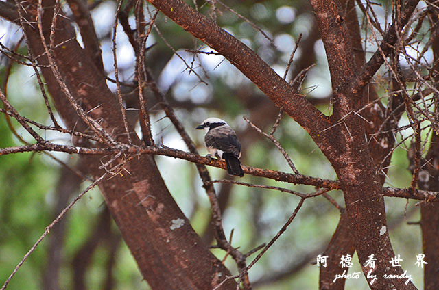 tarangireD7000 143.JPG tarangireD7000 143.JPG