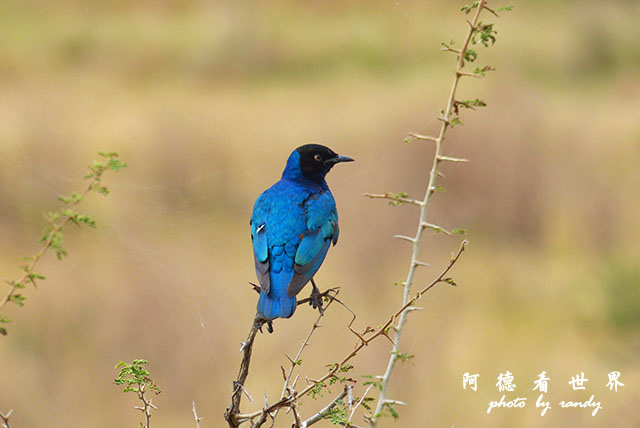 tarangireFZ200 (41).JPG tarangireFZ200 (41).JPG