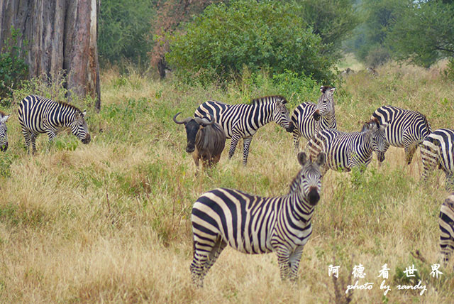 tarangireFZ200 (25).JPG tarangireFZ200 (25).JPG