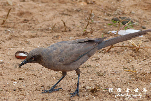 tarangireFZ200 (56).JPG tarangireFZ200 (56).JPG