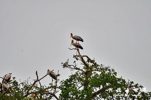 serengeti1D7000 011.JPG