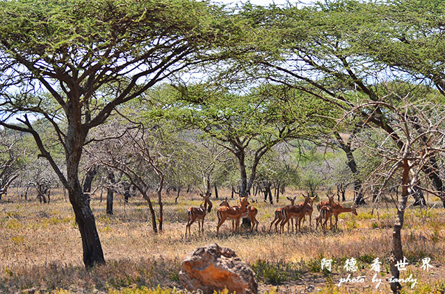 serengeti1D7000 053.JPG