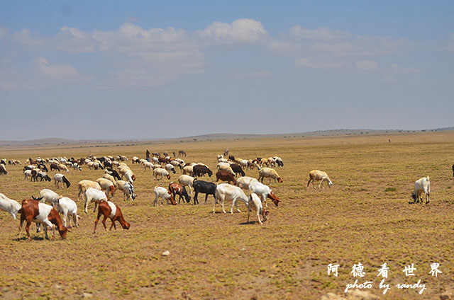 serengeti1D7000 064.JPG