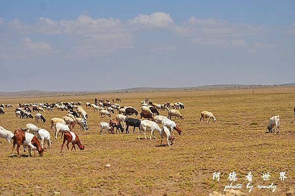 serengeti1D7000 064.JPG