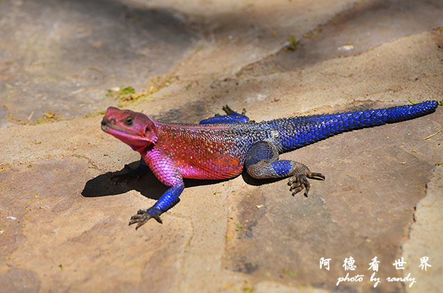 serengeti1D7000 084.JPG serengeti1D7000 084.JPG