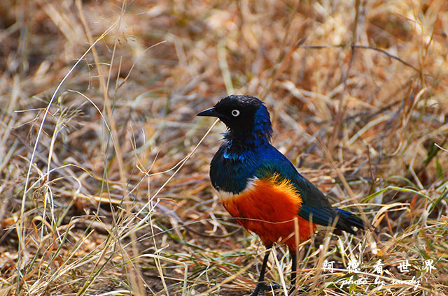 serengeti1D7000 082.JPG