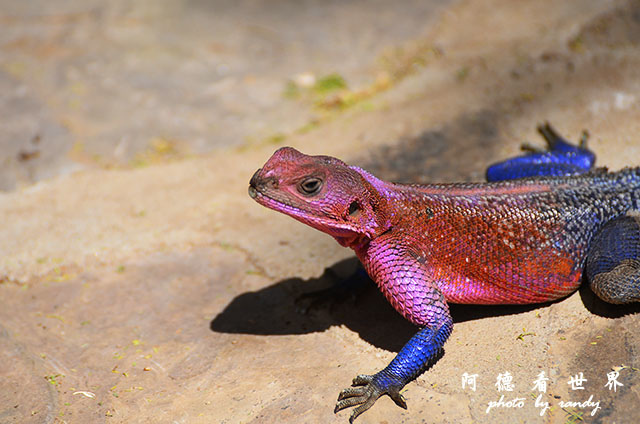 serengeti1D7000 085.JPG serengeti1D7000 085.JPG