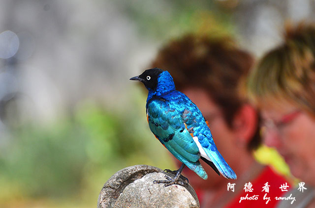 serengeti1D7000 086.JPG serengeti1D7000 086.JPG