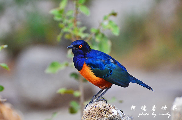 serengeti1D7000 088.JPG serengeti1D7000 088.JPG