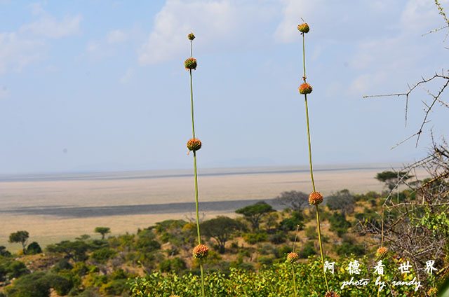 serengeti1D7000 098.JPG