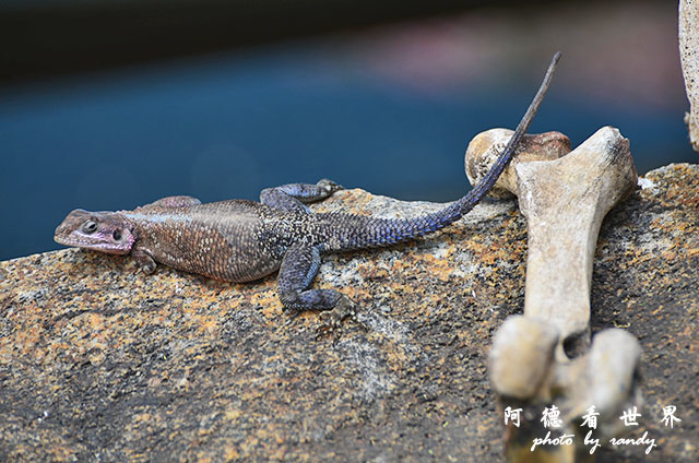 serengeti1D7000 103.JPG serengeti1D7000 103.JPG