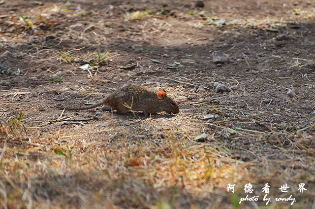 serengeti1D7000 108.JPG serengeti1D7000 108.JPG