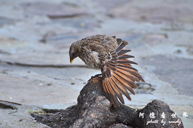 serengeti1D7000 111.JPG serengeti1D7000 111.JPG