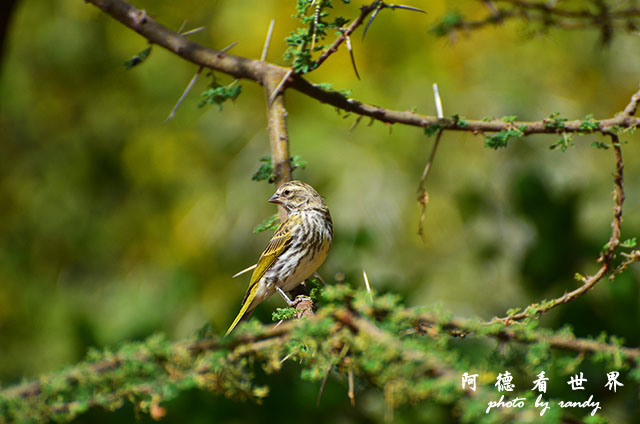 serengeti1D7000 120.JPG