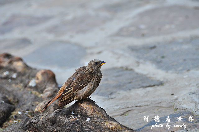 serengeti1D7000 118.JPG serengeti1D7000 118.JPG