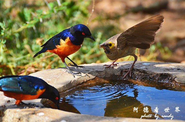 serengeti1D7000 121.JPG serengeti1D7000 121.JPG