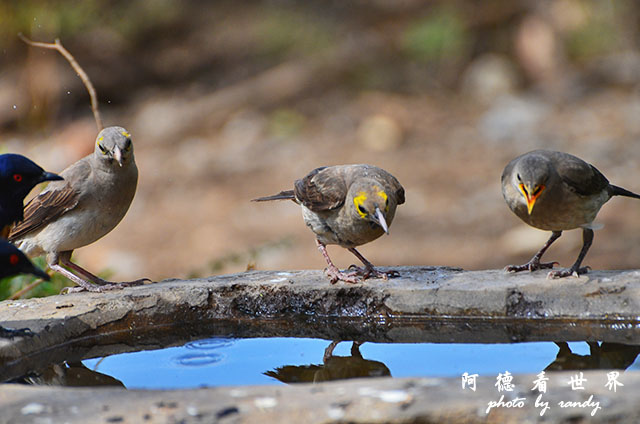 serengeti1D7000 123.JPG serengeti1D7000 123.JPG