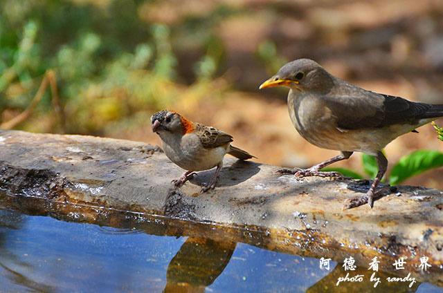 serengeti1D7000 129.JPG serengeti1D7000 129.JPG