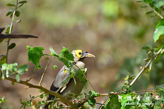 serengeti1D7000 130.JPG serengeti1D7000 130.JPG